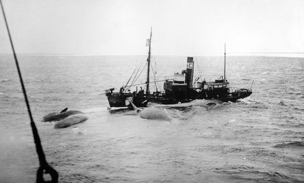 Bøyebåt (hvalbåt)