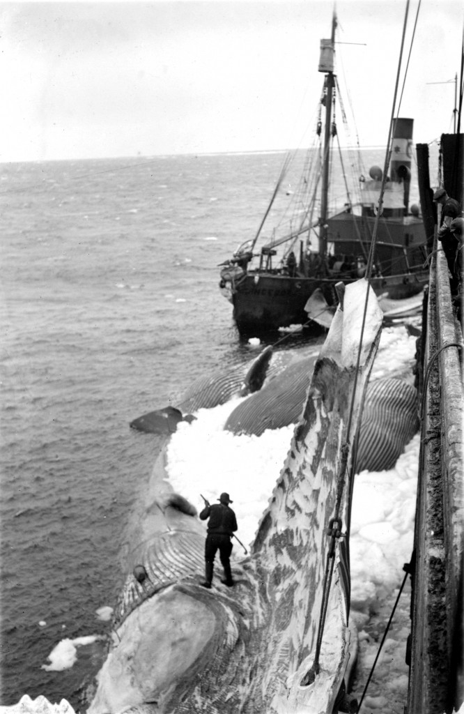 Thor I og en av hvalbåtene.