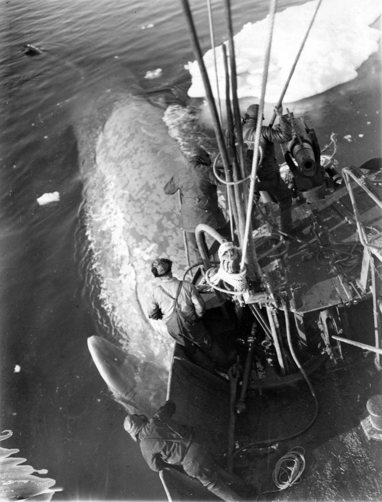 Hvalbåt tilhørende kokeriet Thor I