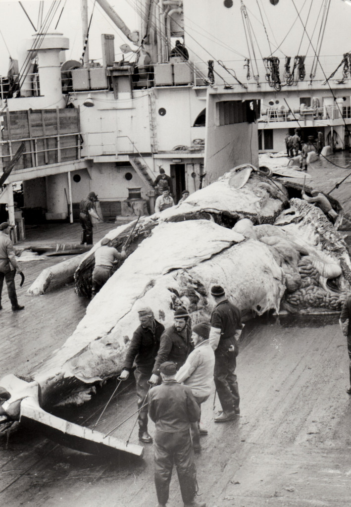 Hvalkokeri THORSHØVDI