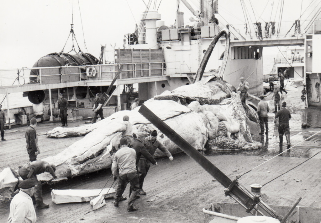 Hvalkokeri THORSHAVET.