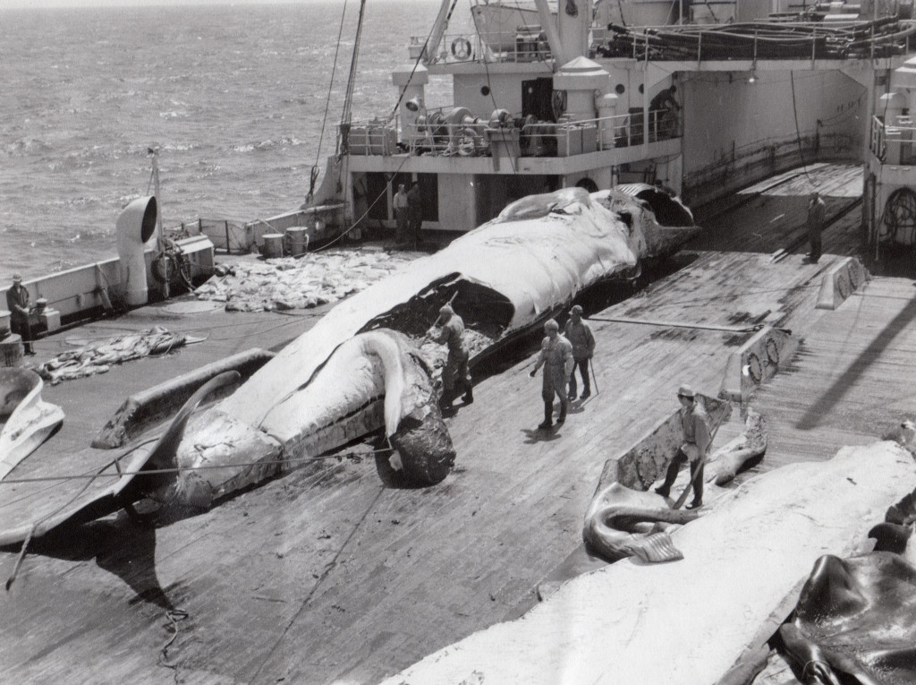 Hvalkokeri THORSHAVET.