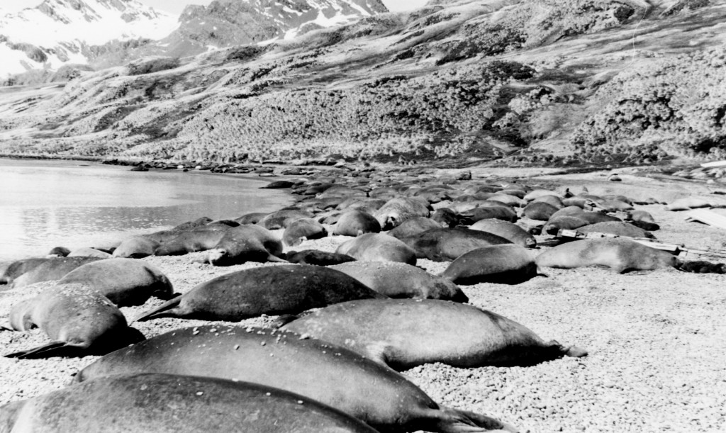Seler i strandkanten.