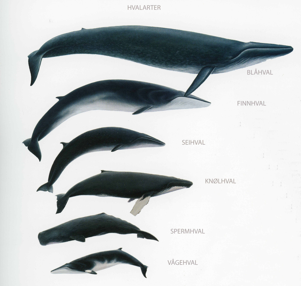 Seks hvalarter etter størrelsesforrhold.