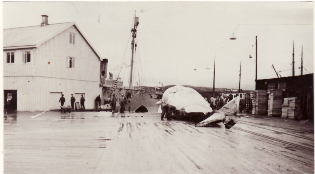 Hvalbåten Thorlyn ved kai