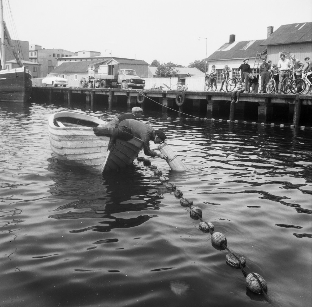 Brislingfiske Indre havn 16. mai 1959