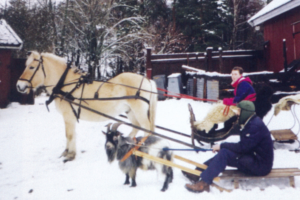Hest og geit