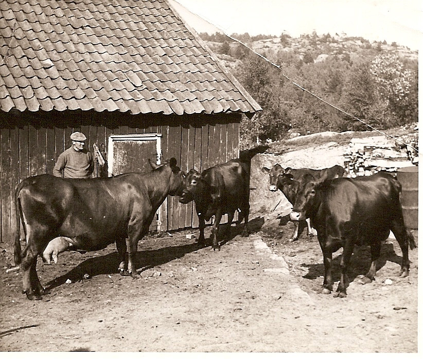 Kuer på gården i 1939