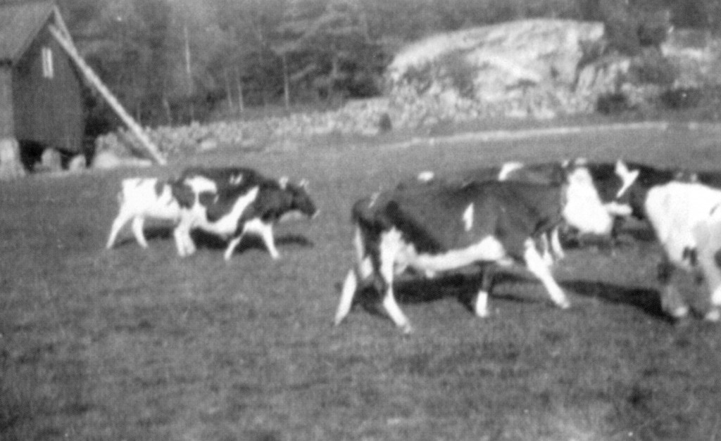 Kuer på beite