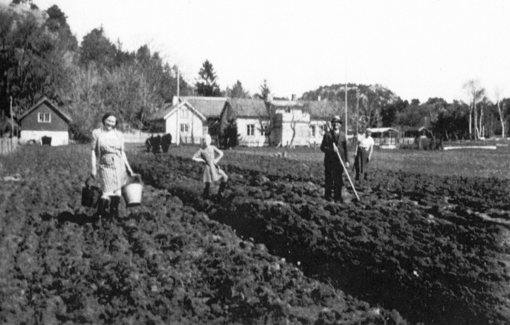 Østre Tveitan, potetopptak