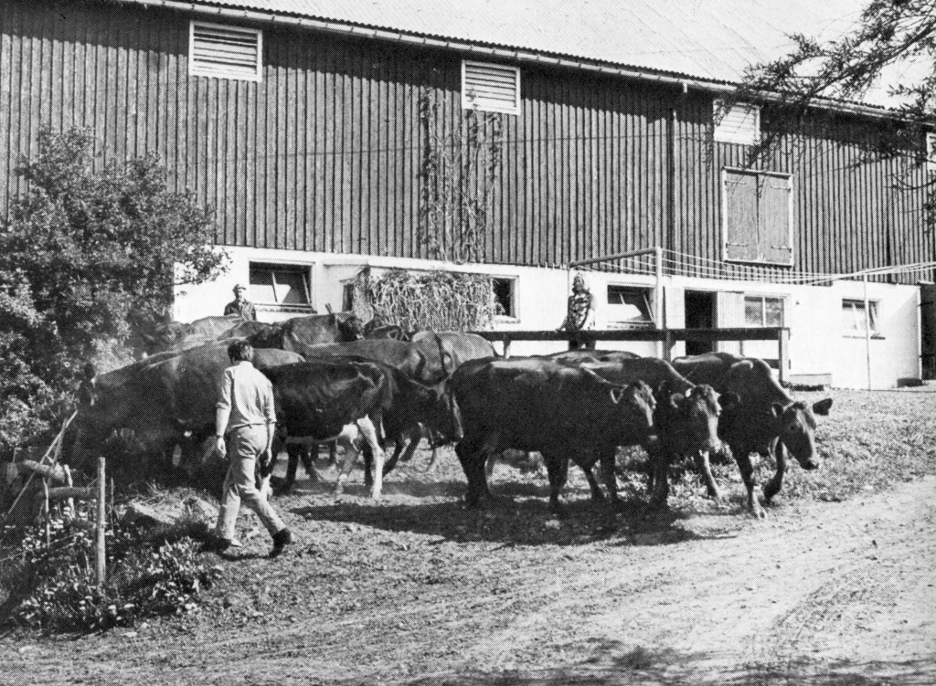 Kuene slippes etter vinteren