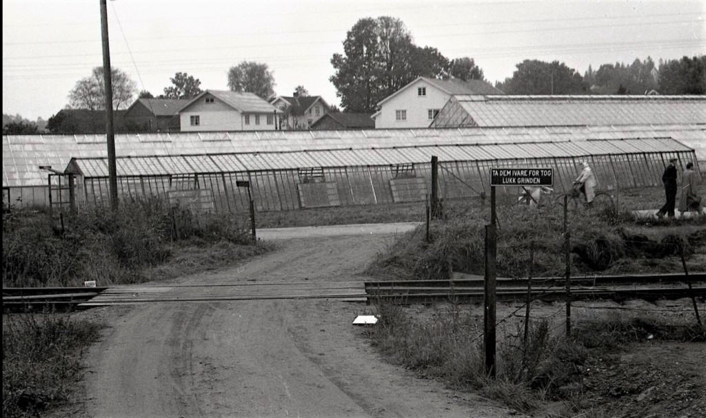 HASLE - TRAFIKKULYKKER