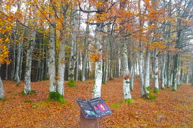 Gravfeltet på Fevang