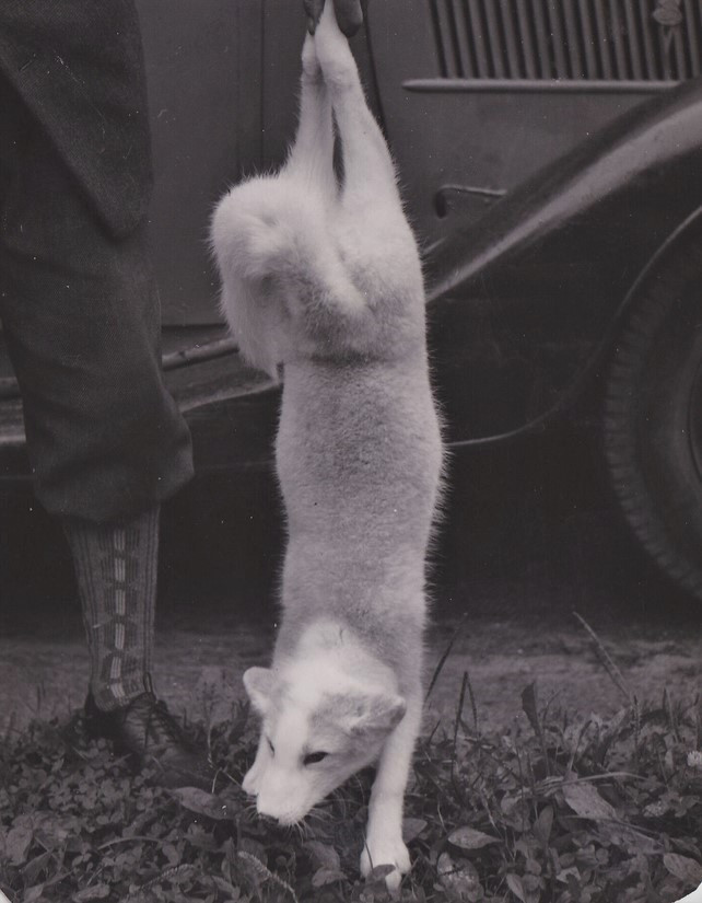 Hunsrød pelsdyrfarm