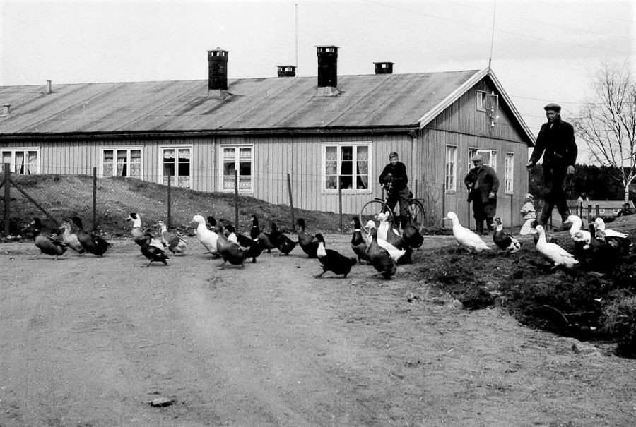 TYSKERBRAKKENE I BUGÅRDEN