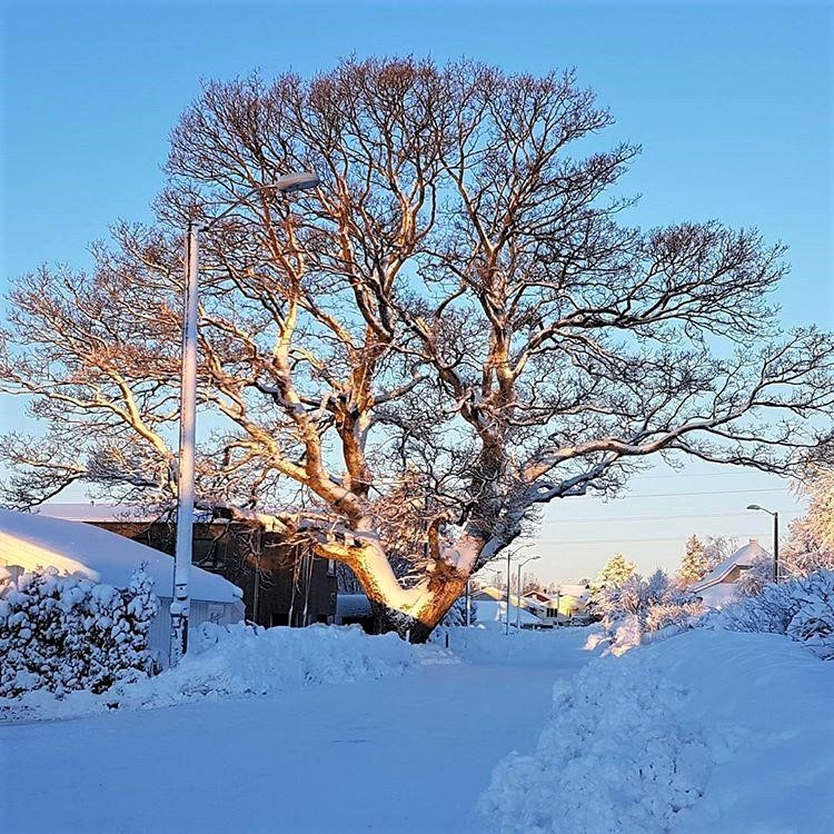 MOSSERØDVEIEN - FRA 