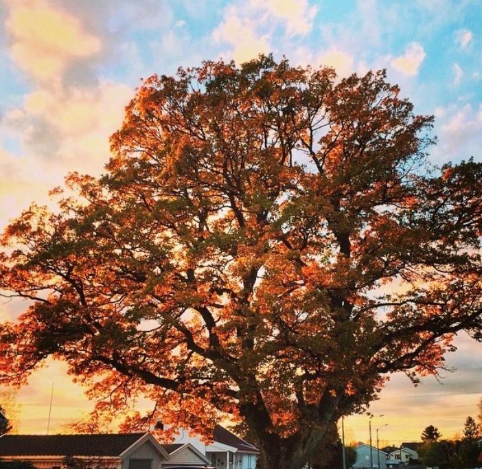 MOSSERØDVEIEN - FRA 