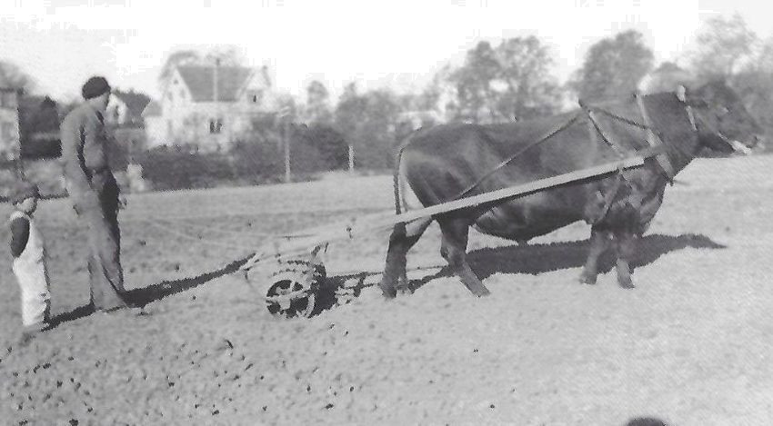 Gokstad Nedre - Gårdsdrift