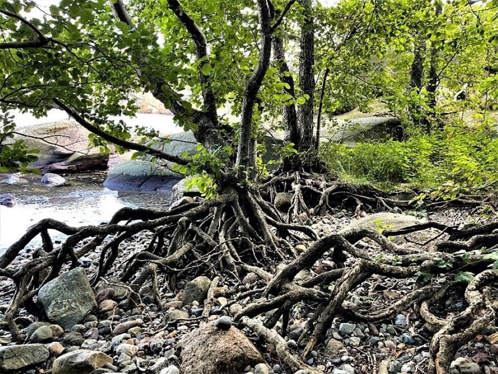 Holmer, svaberg og jettegryter
