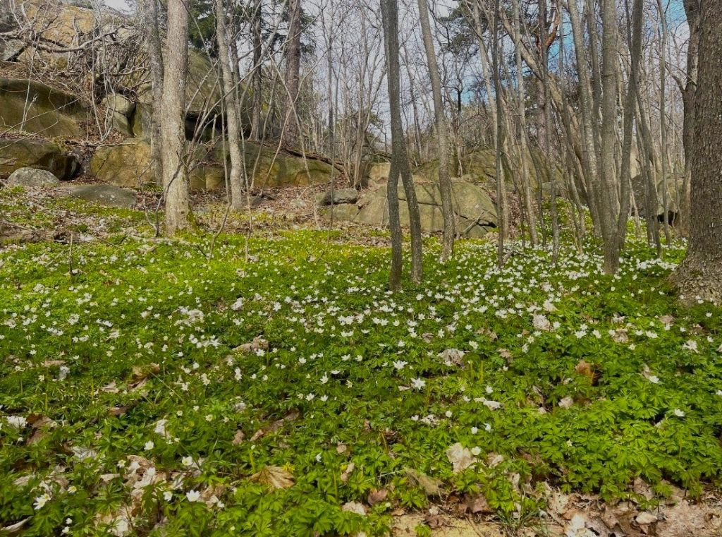 Yxney friluftsområde