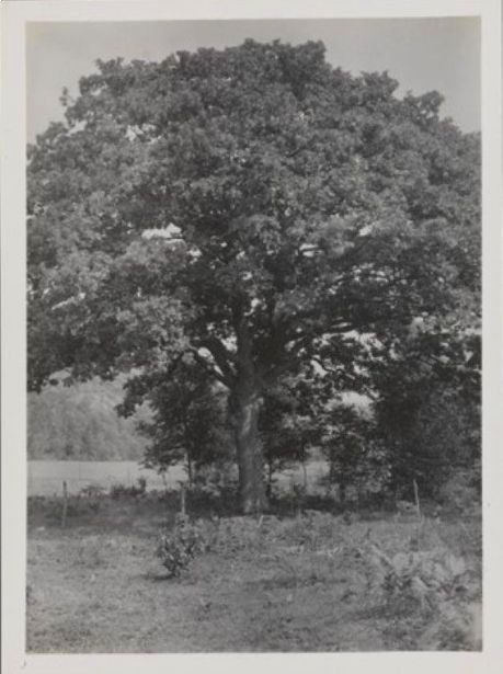 Tallakshavn - bebyggelse