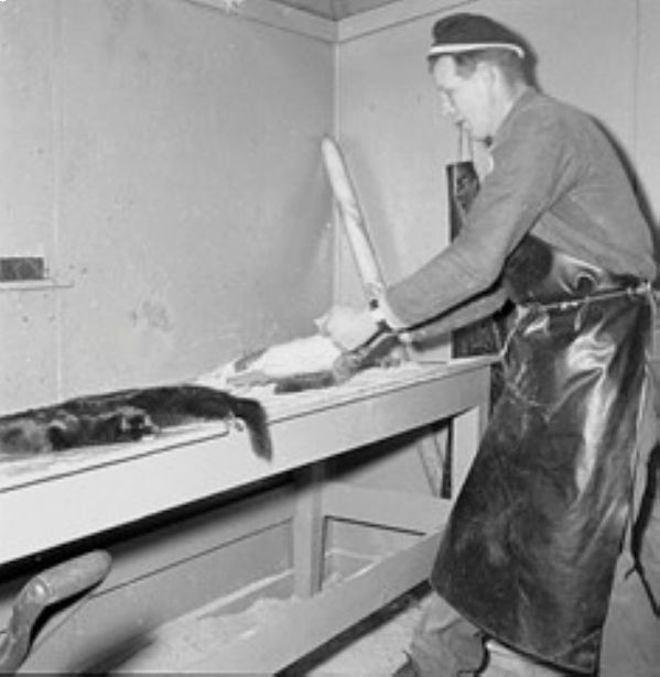 Helle Fjærfe- og Pelsdyrgård