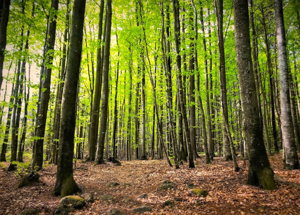 Bøkeskogen i Hjertås