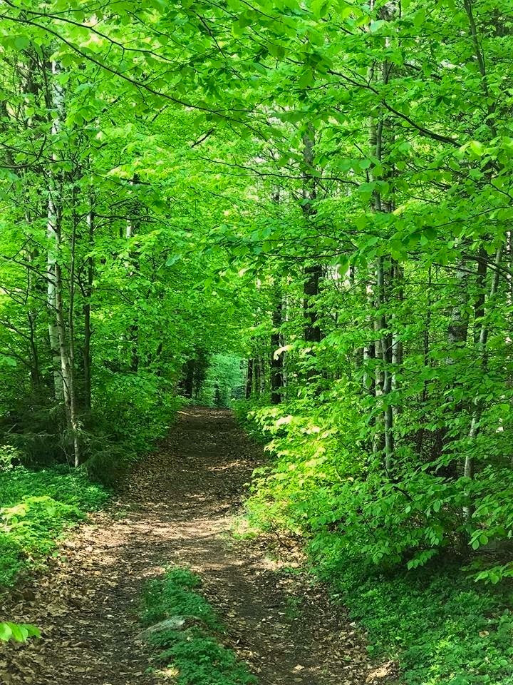 Bøkeskogen i Hjertås