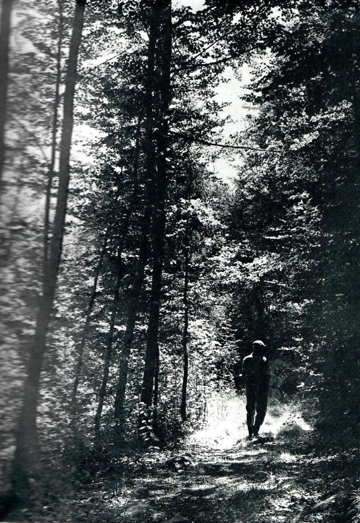 Bøkeskogen i Hjertås