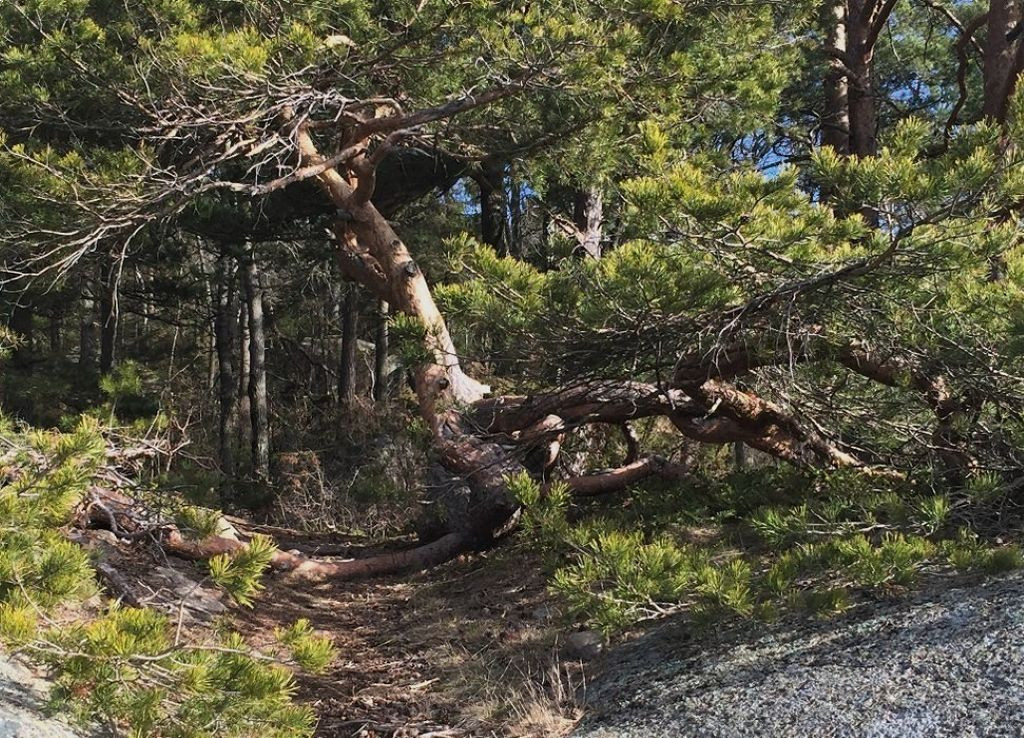 Flautangen - Stien oppe i åsen