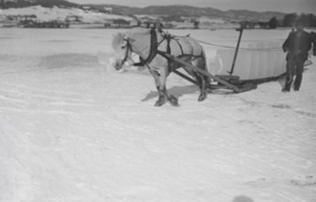 Isdrift - transport med hest