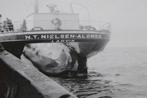 N. T. NIELSEN ALONSO