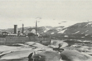 FRIDTJOF NANSEN II