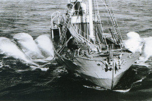 Bilde av THORFINN